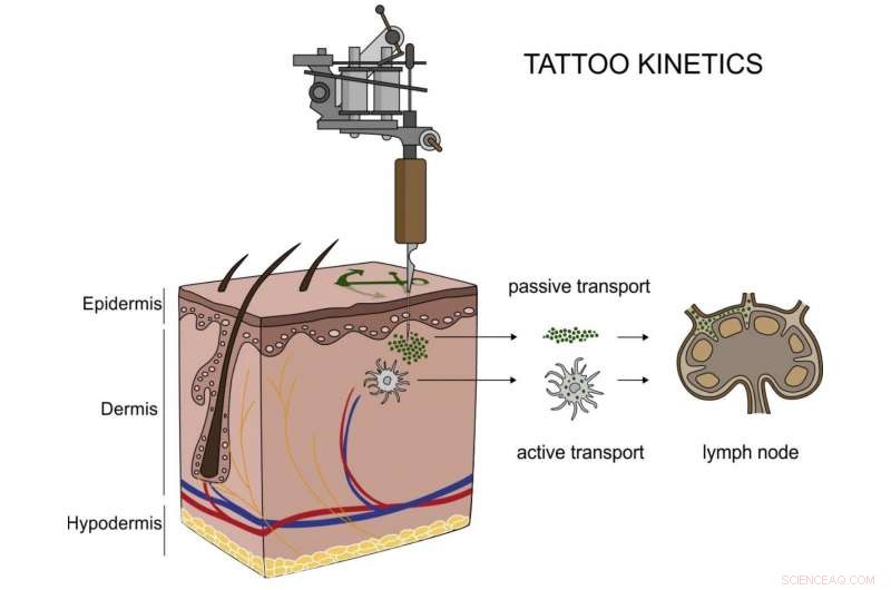 Study Reveals Tattoo Nanoparticles Circulate Through the Body