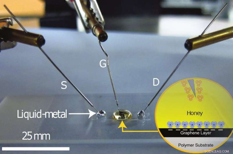 Honey: A Safe, Affordable Alternative to Graphene in Advanced Electronics