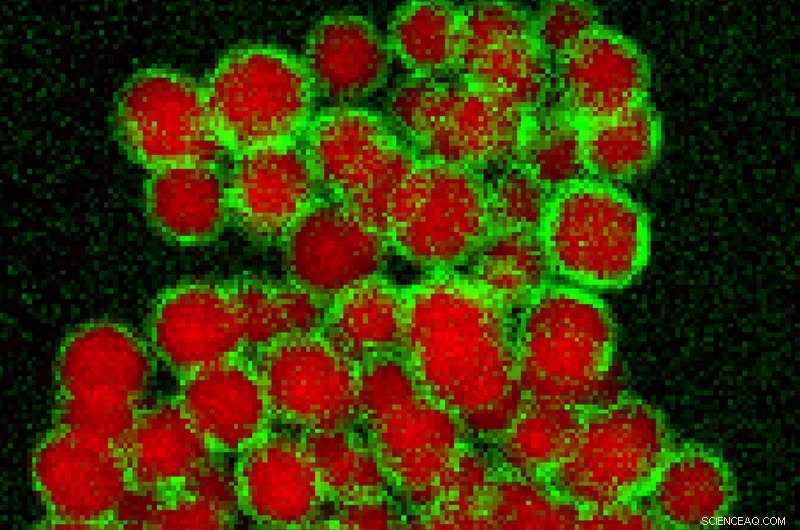Revolutionary Microscopy Technique Provides Unprecedented Insight into Material Structure and Composition