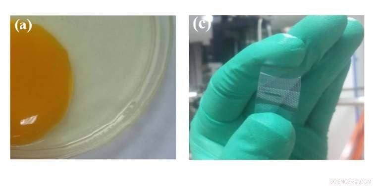 Egg-White Derived Electronics Deliver Exceptional Electrical Performance