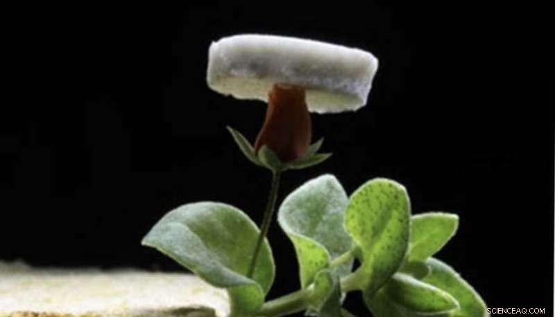 Revolutionary Ultralight Silver Nanowire Aerogel Promises Breakthroughs in Energy and Electronics