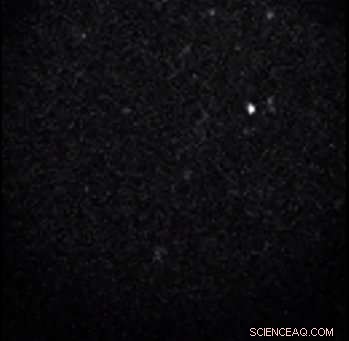 Gold Nanoprobe Technology Traces Blood Flow in Microscopic Vessels