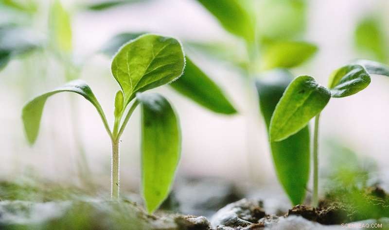 Nanoparticles Offer a Tiny but Powerful Fix for Global Food Production Challenges