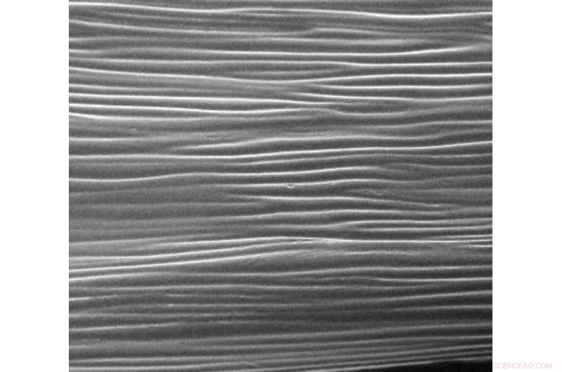 Blue Petal Halo Guides Bees to Flowers