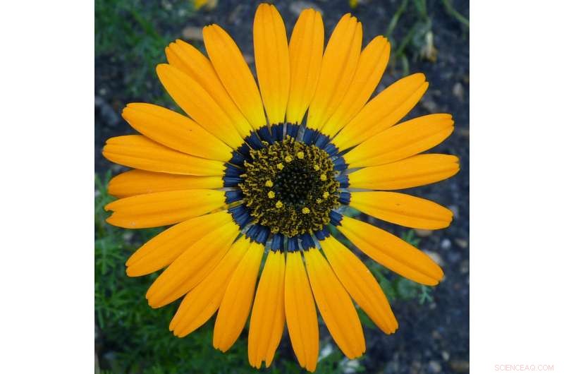 Blue Petal Halo Guides Bees to Flowers