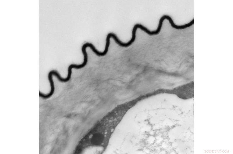 Blue Petal Halo Guides Bees to Flowers