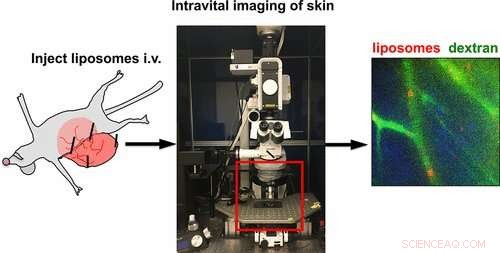 Scientists Observe Fat‑Encased Drug Nanoparticles Penetrating Skin Cells in Real Time