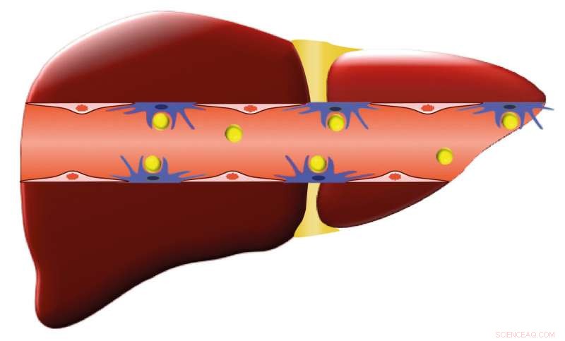 Ancient Malaria Drug Enhances Nanoparticle Delivery to Tumors, Study Finds