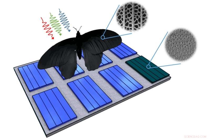 Butterfly Wing Design Boosts Solar Cell Efficiency by 200%