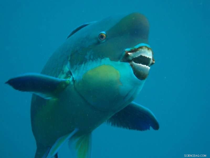 How X-Rays Unveil the Secret Strength of Parrotfish Teeth and Their Role in Coral Reef Dynamics