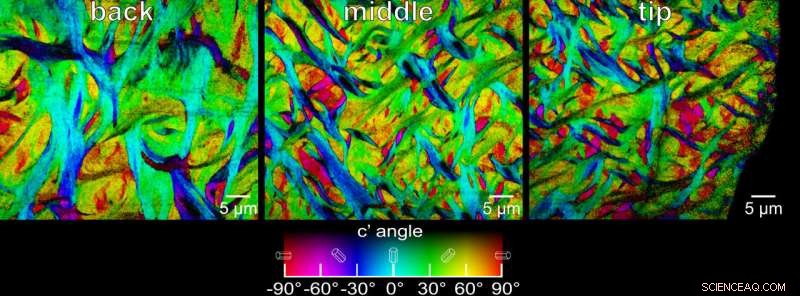 How X-Rays Unveil the Secret Strength of Parrotfish Teeth and Their Role in Coral Reef Dynamics