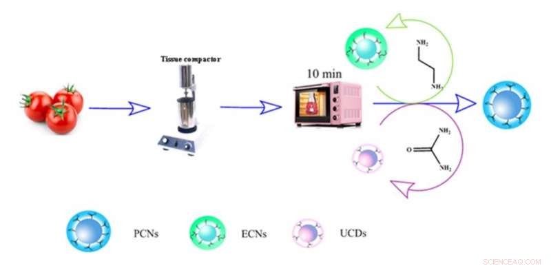 Scientists Convert Tomato Pulp into Fluorescent Carbon Nanodots