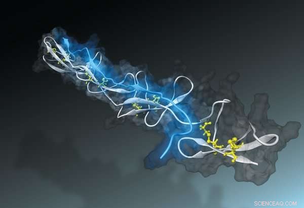 Precision Nano-Sensor Quantifies Tissue Fiber Tension
