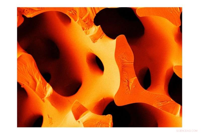 Nature-Inspired Cement: Sea Urchin Spine Nanostructure Yields Superior Fracture Resistance