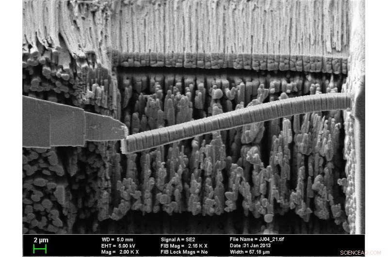 Nature-Inspired Cement: Sea Urchin Spine Nanostructure Yields Superior Fracture Resistance