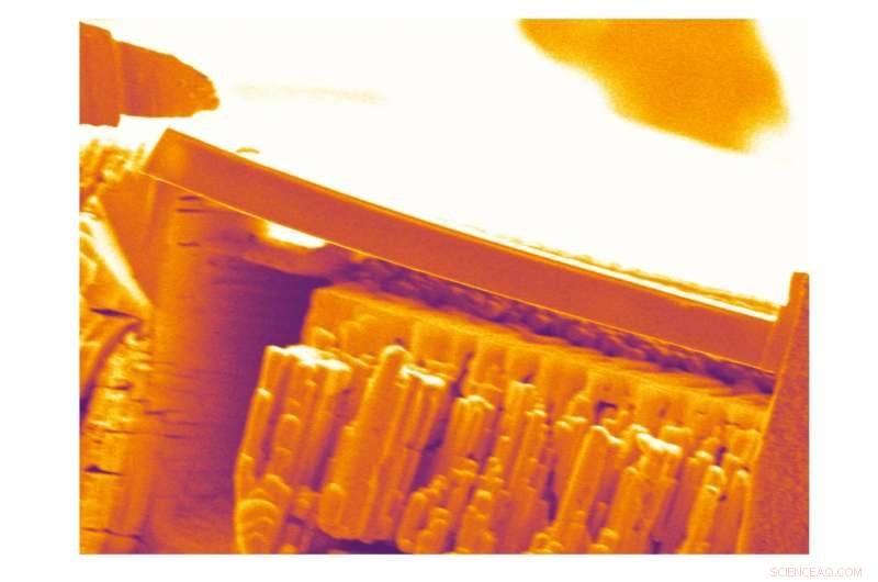 Nature-Inspired Cement: Sea Urchin Spine Nanostructure Yields Superior Fracture Resistance