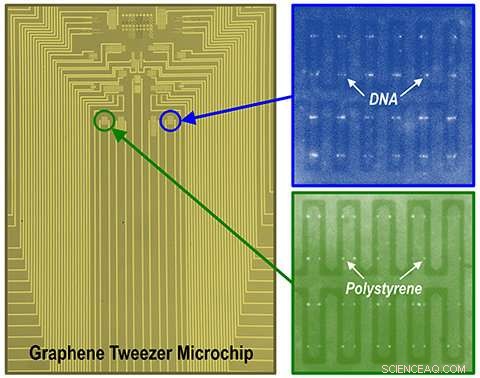 Researchers Engineer Graphene Nano‑Tweezers to Manipulate Individual Biomolecules