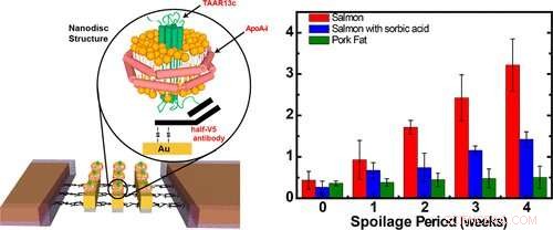 Bioelectronic Nose Detects Food Spoilage by Sensing Foul Odors