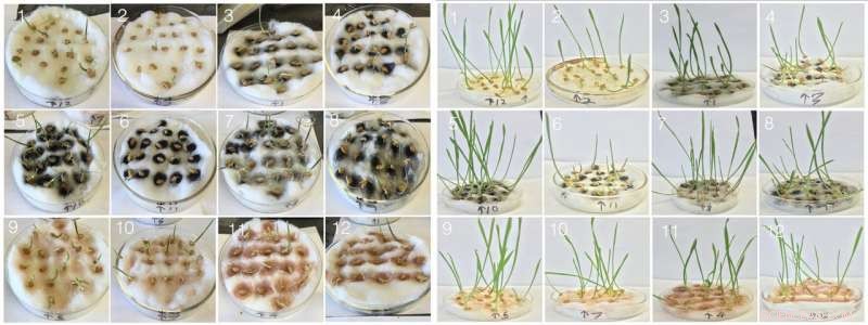 Purified Nanotubes Significantly Boost Wheat Growth