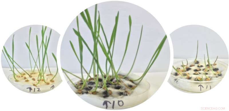Purified Nanotubes Significantly Boost Wheat Growth