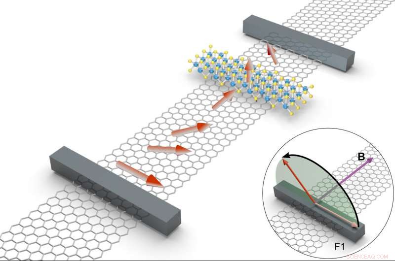 Graphene Reveals Strong Anisotropic Spin Relaxation, Advancing Spintronic Technologies