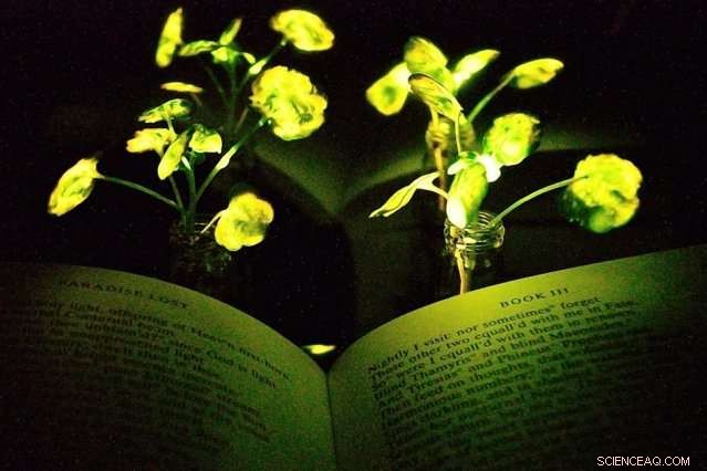 Scientists Engineer Glowing Plants with Nanobionic Technology