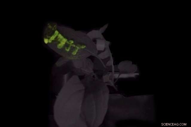 Scientists Engineer Glowing Plants with Nanobionic Technology