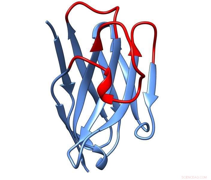 Reducing Lab Animal Use with Innovative Secondary Nanobodies