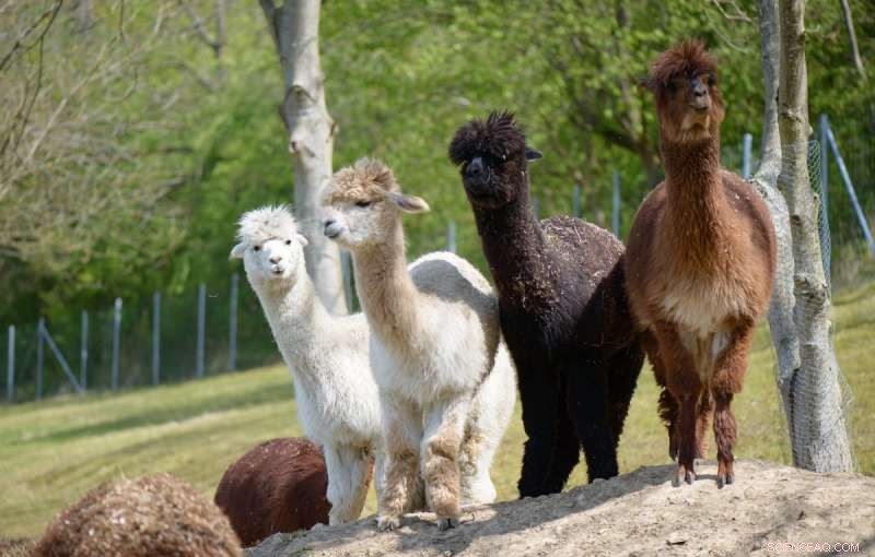 Reducing Lab Animal Use with Innovative Secondary Nanobodies