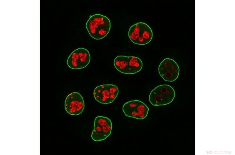 Reducing Lab Animal Use with Innovative Secondary Nanobodies