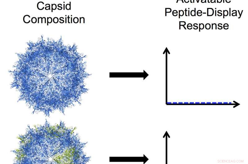 Researchers Engineer Virus Nanoparticles to Target Peptide Drugs to Cells and Tissues