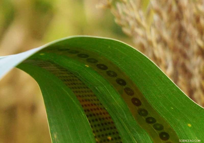 Iowa State Engineers Develop Wearable Plant Sensors to Track Crop Water Use in Real Time