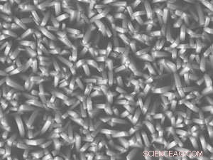 New Antimicrobial Surface Mimics Nature to Bind and Destroy Bacteria