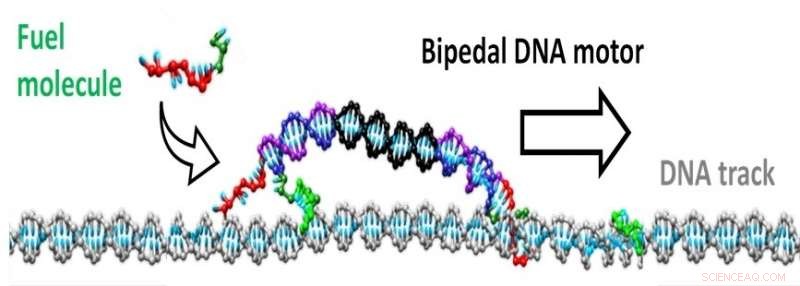 Scientists Engineer Self-Directed Molecular Motors That Traverse DNA Tracks