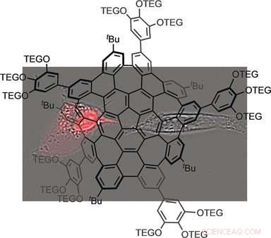 Water‑Soluble Warped Nanographene: Synthesis and Photodynamic Cell‑Killing Efficacy