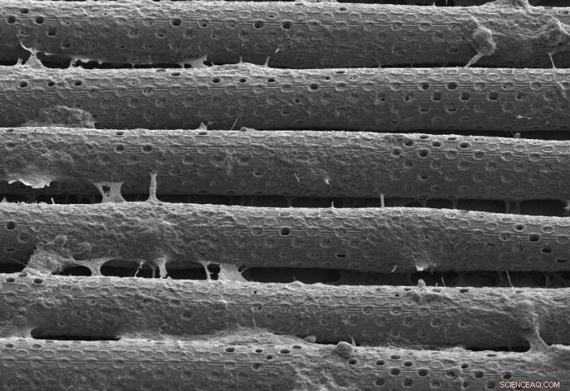 Revolutionary Hybrid Nanotech Device Replicates Blood‑Brain Barrier