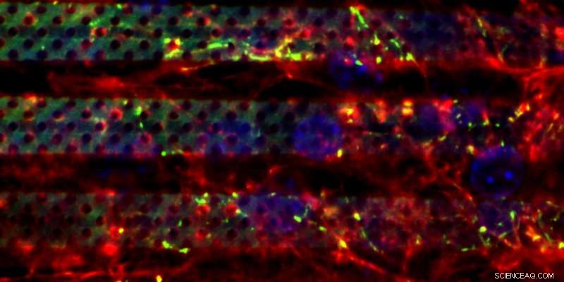 Revolutionary Hybrid Nanotech Device Replicates Blood‑Brain Barrier