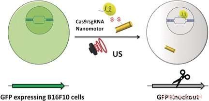 Efficient Cellular Delivery of Cas9‑sgRNA Complexes via Ultrasound‑Propelled Nanomotors