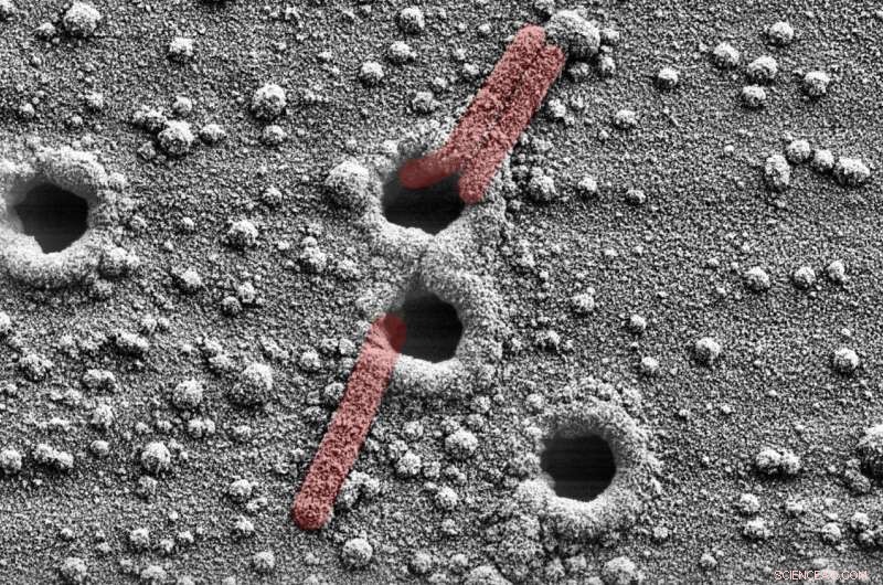 Breakthrough: DNA Wires Achieve 100× Sensitivity Over Conventional Biosensors