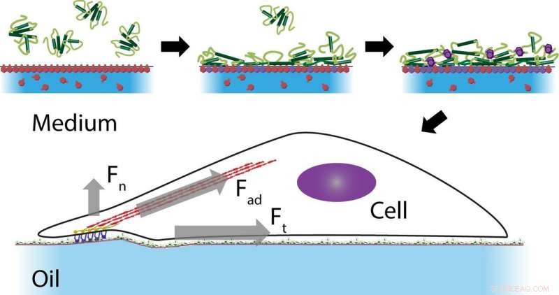 Scientists Show Cells Can Walk on Liquid Surfaces, Revealing Gecko-Inspired Mechanics