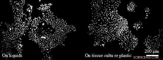 Scientists Show Cells Can Walk on Liquid Surfaces, Revealing Gecko-Inspired Mechanics