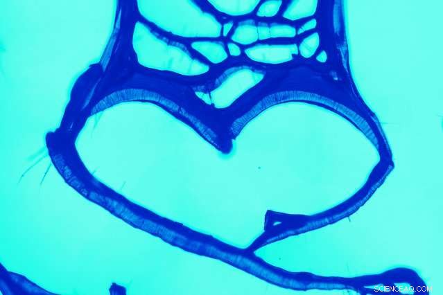 Researchers Generate Predictable Patterns from Unpredictable Carbon Nanotubes