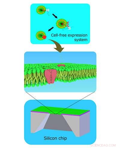 Innovative Silicon Nano-Hole Design Enhances Cardiac Drug Safety Screening