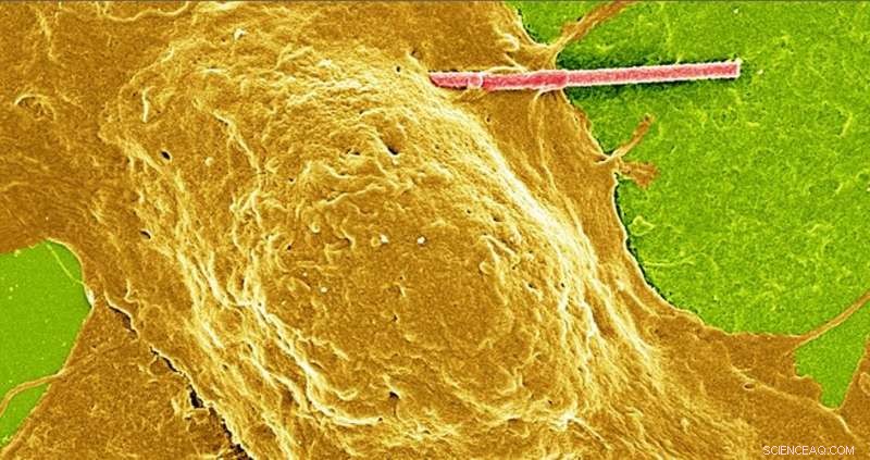 Scientists Develop Miniature Light‑Powered Wires to Precisely Modulate Brain Electrical Activity