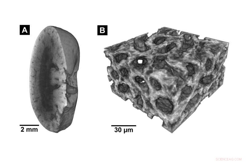 Revolutionary Staining Technique Unlocks Nano‑CT Imaging of Biological Tissues