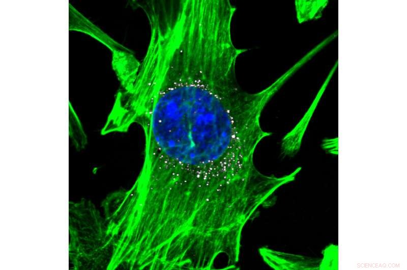 DNA Barcoding Enhances Nanoparticle Selection: A Comparative Study