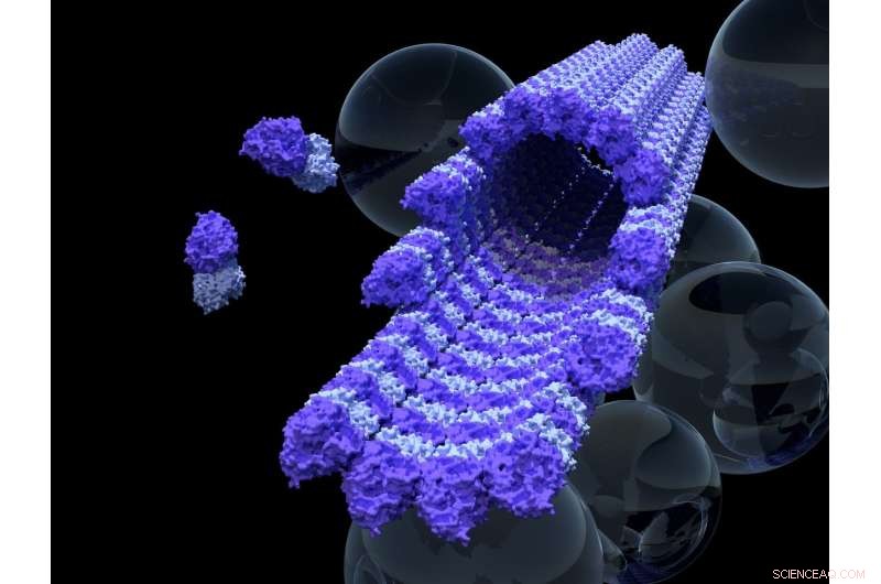 Building a Better Cellular Railway: Optimizing Microtubule Tracks Inside Every Cell