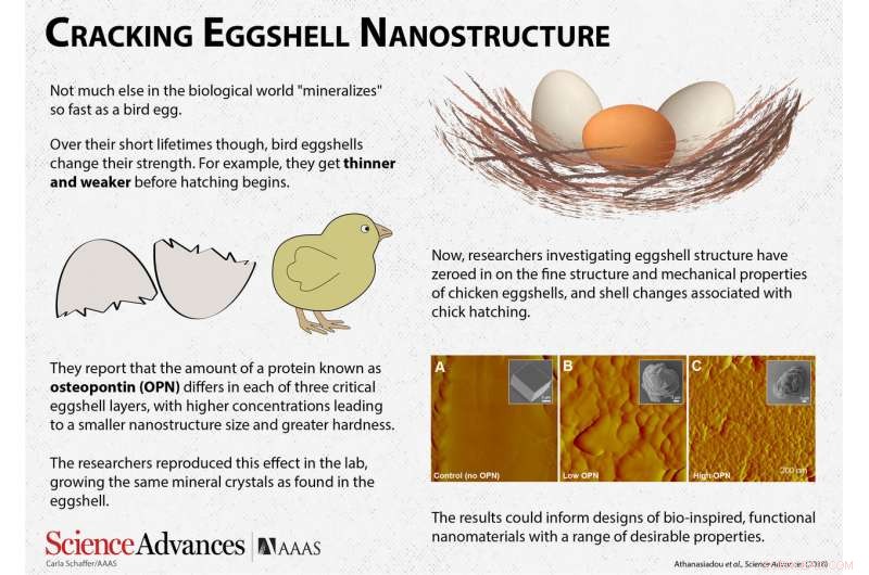 Unveiling the Nanostructure of Eggshells: A Breakthrough with Major Food Safety Implications