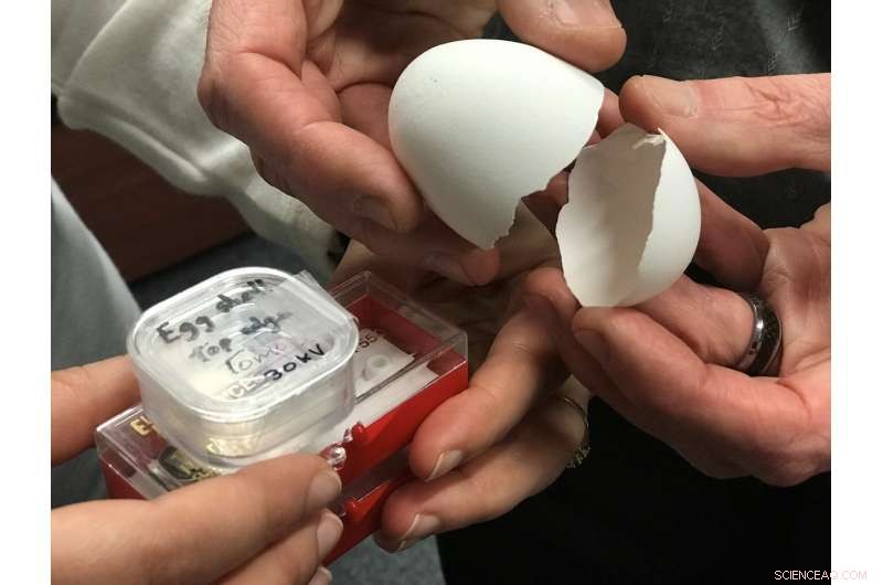 Unveiling the Nanostructure of Eggshells: A Breakthrough with Major Food Safety Implications