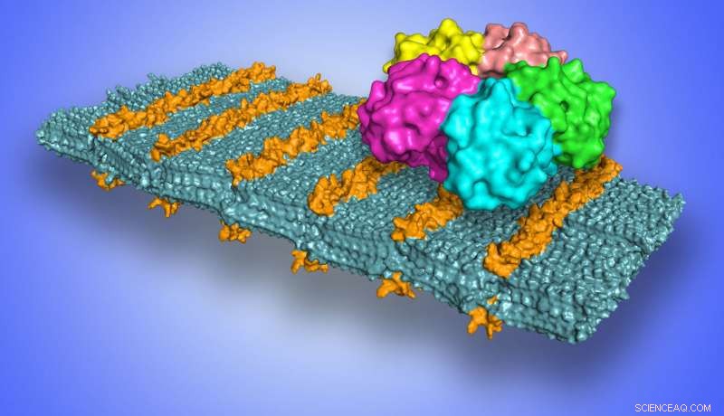 New Sugar-Coated Nanosheets Enable Precise Pathogen Targeting